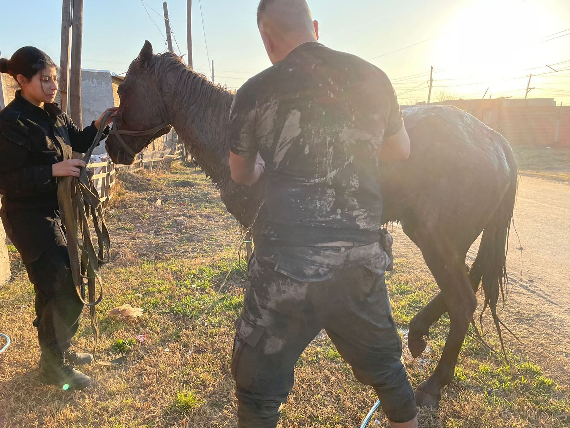 Así rescataron a un caballo que cayó a un pozo séptico en Rosario.