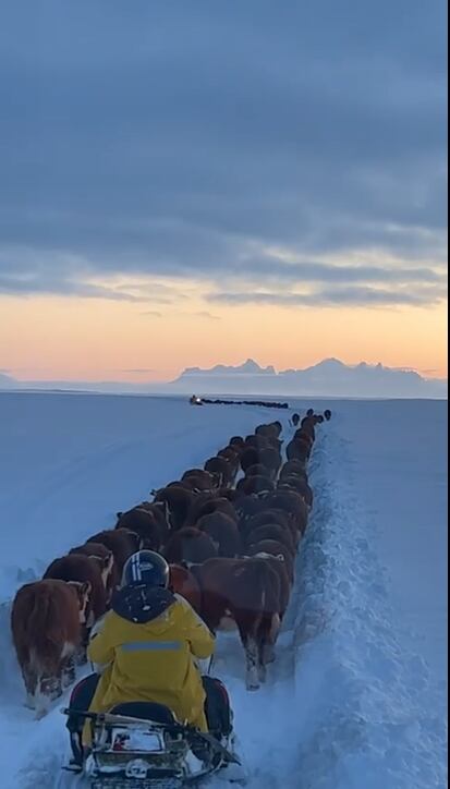 Ganado en la nieve