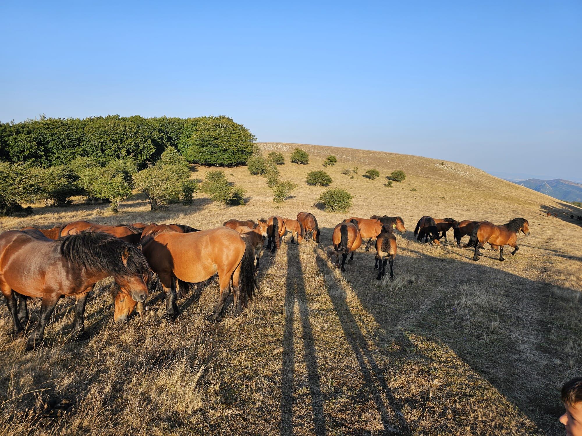 Las sombras de Jose y Pymofii en una visita a una granja con animales