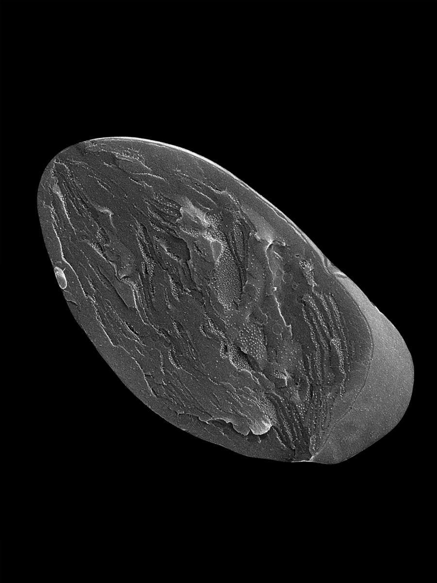 Una imagen de microscopio electrónico de barrido criogénico de un cloroplasto fracturado por congelación, recortado del tejido circundante, que proporciona una vista de las membranas fotosintéticas y los complejos proteicos incrustados en ellas (foto Instituto Weizmann)