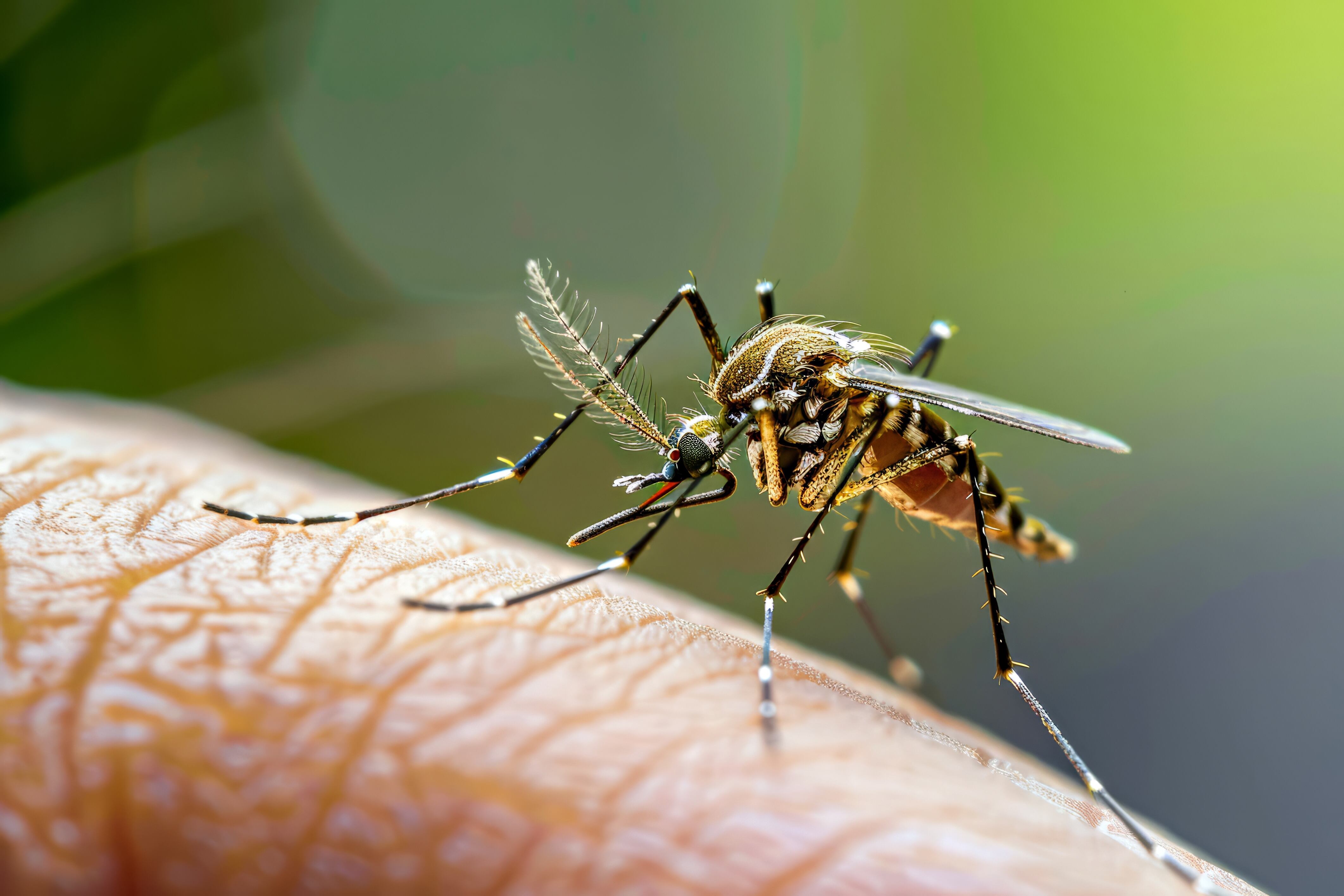 Imagen del mosquito Aedes, que puede producir el virus Zika