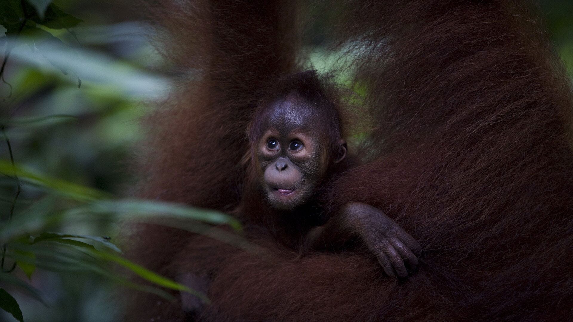 bebe orangutan