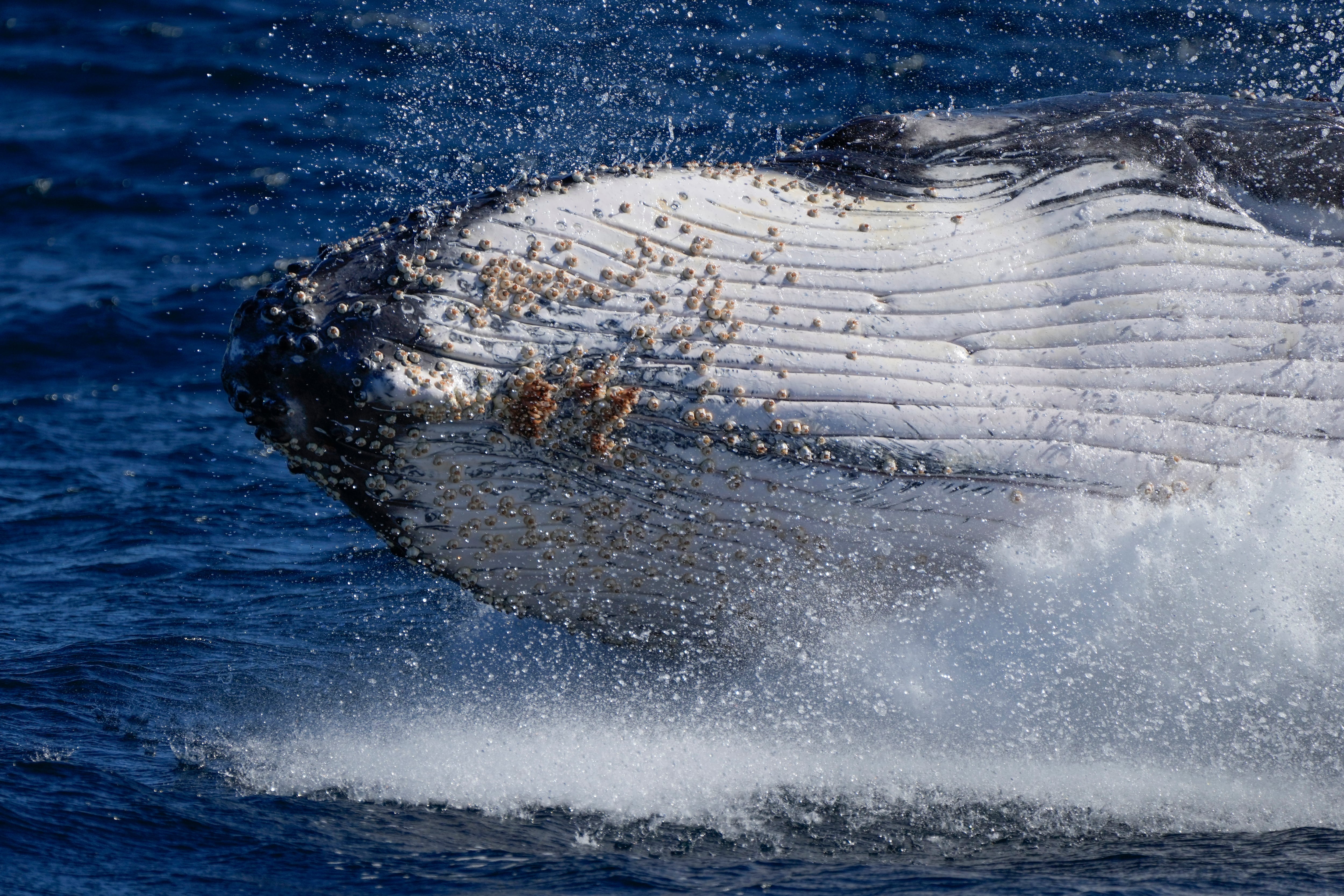 Las ballenas jorobadas llegan a Ecuador para alumbrar sus crías. (AP Foto/Mark Baker, Archivo)