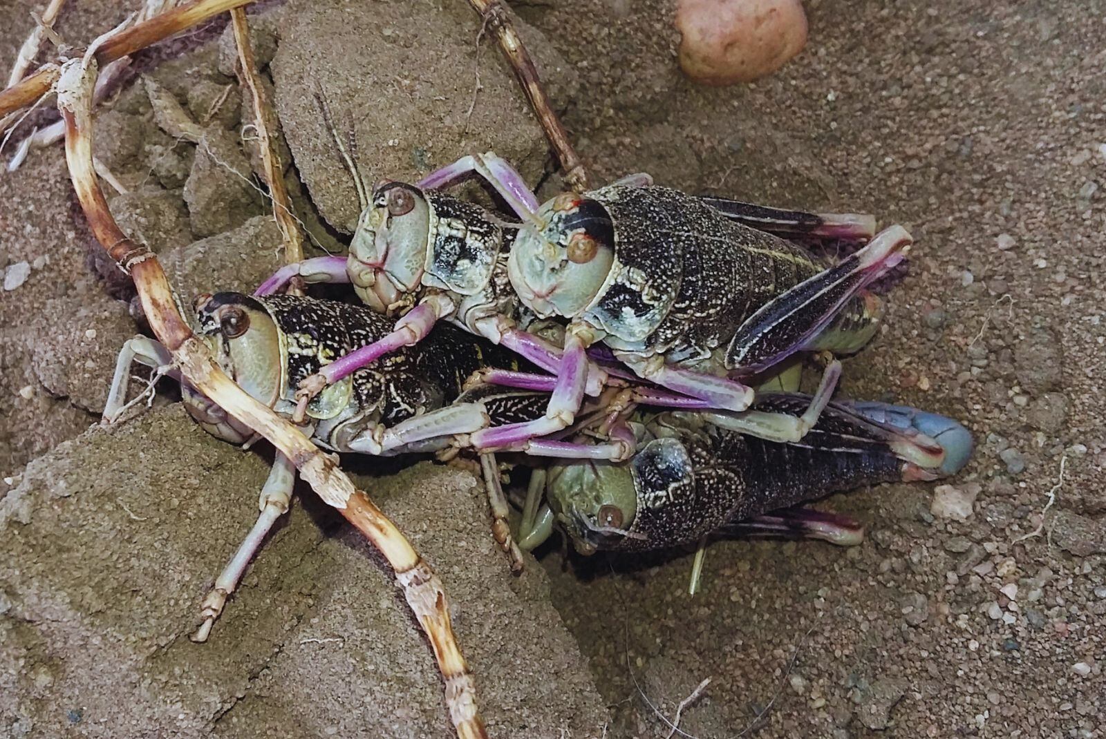 Los alimentos proteicos a base de insectos son una alternativa sustentable a los alimentos balanceados utilizados en animales de granja, mascotas e incluso en la acuicultura.