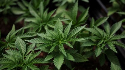 Cómo afecta el consumo del cannabis a los adolescentes
