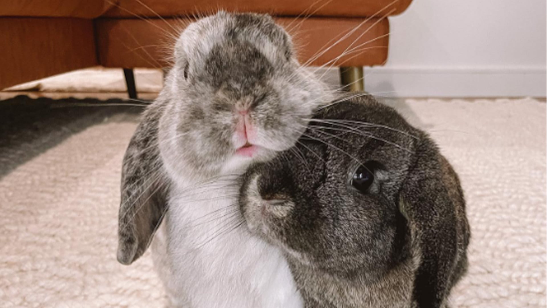 En su nuevo hogar, Malibu se hizo amiga de Whiskey, el otro conejo de la familia.