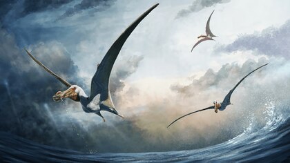 Descubrieron en Australia fósiles de una nueva especie de dinosaurio volador
