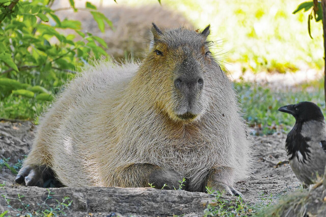 Cuál es el secreto de los capibaras, el animal más sociable del mundo (Pixabay)