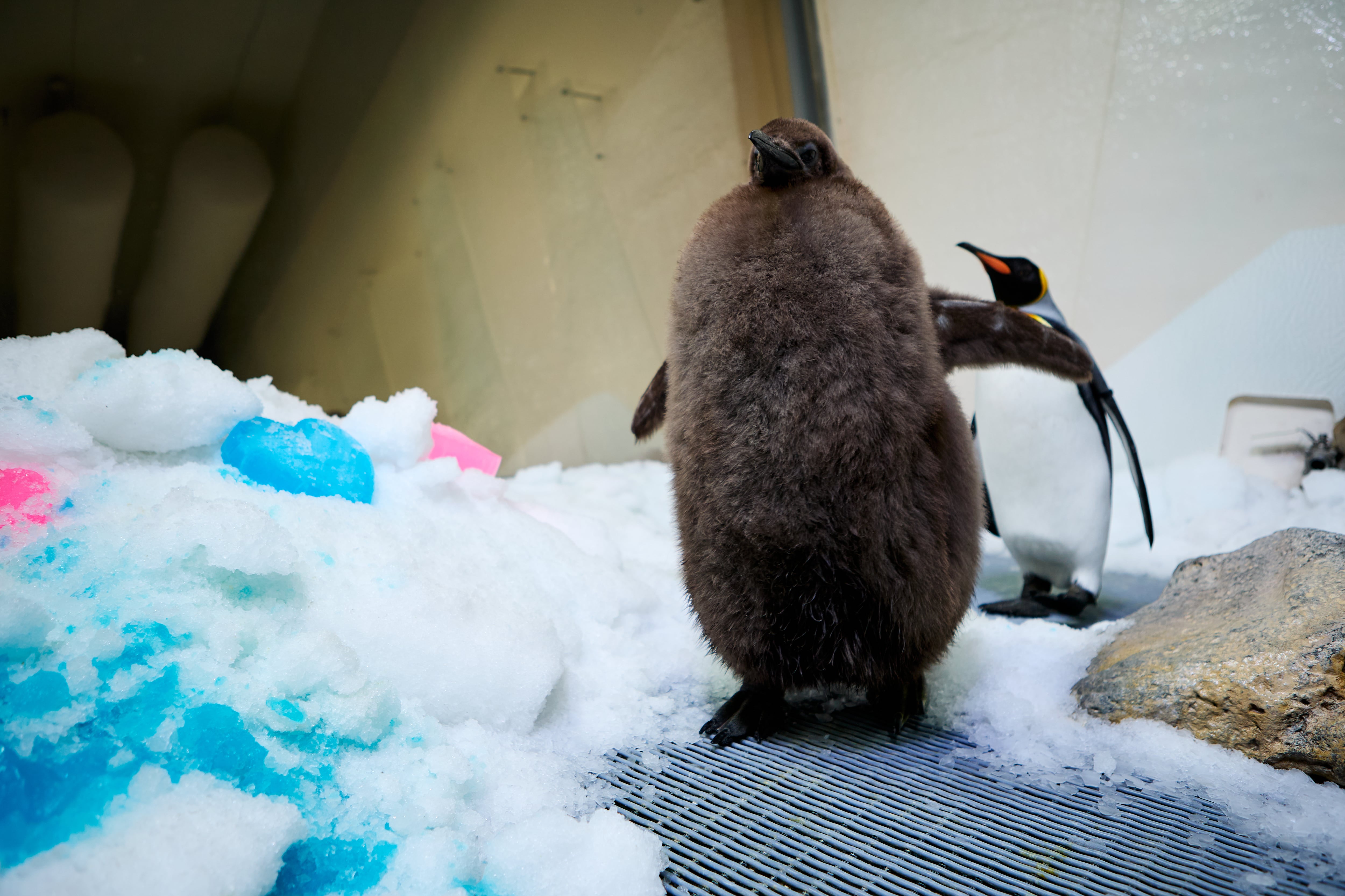 Pesto, el gigante pingüino glotón que asombra a los australianos