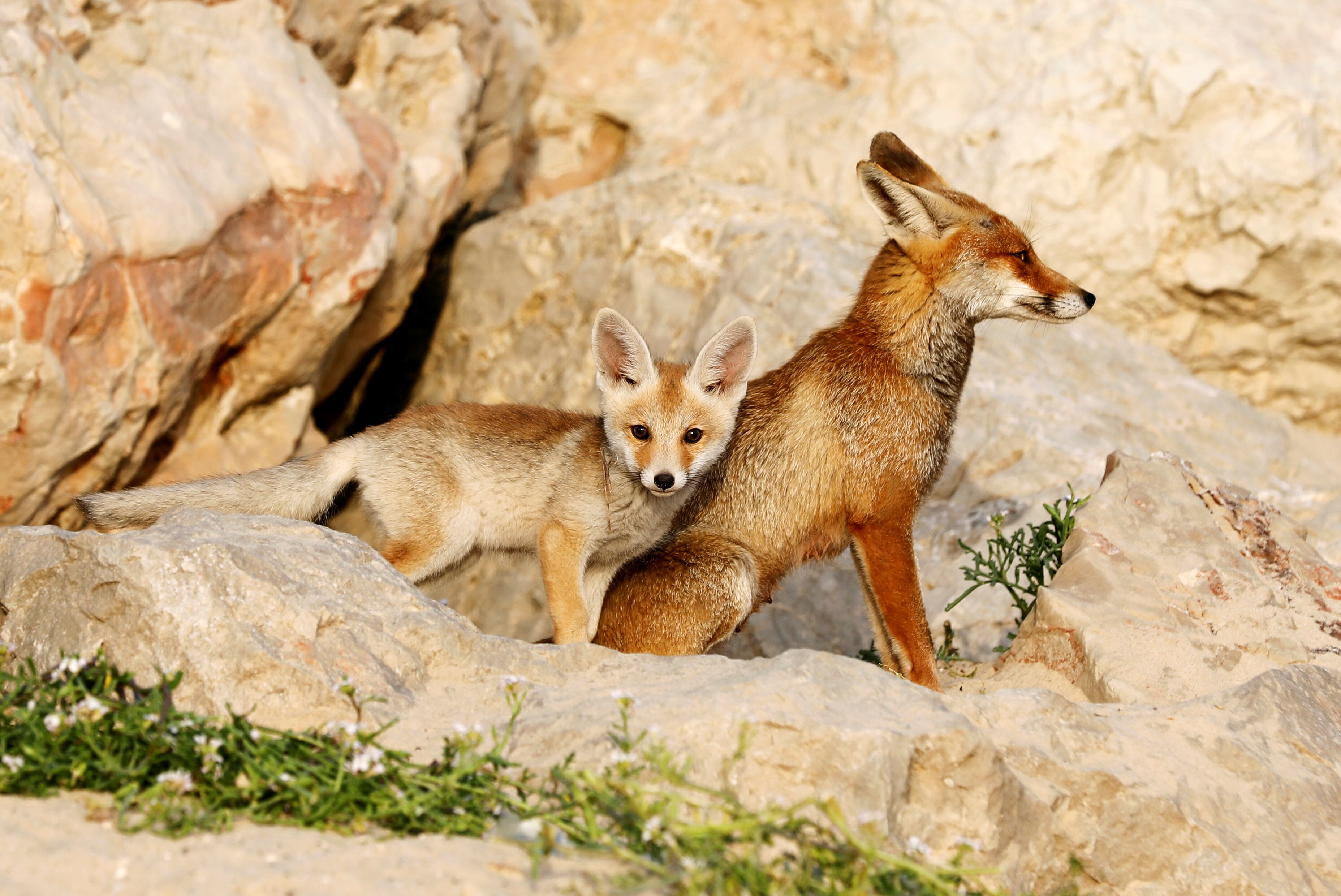 Los zorros rojos protegen y entrenan a su crías para que sean buenos cazadores. (REUTERS/Amir Cohen)