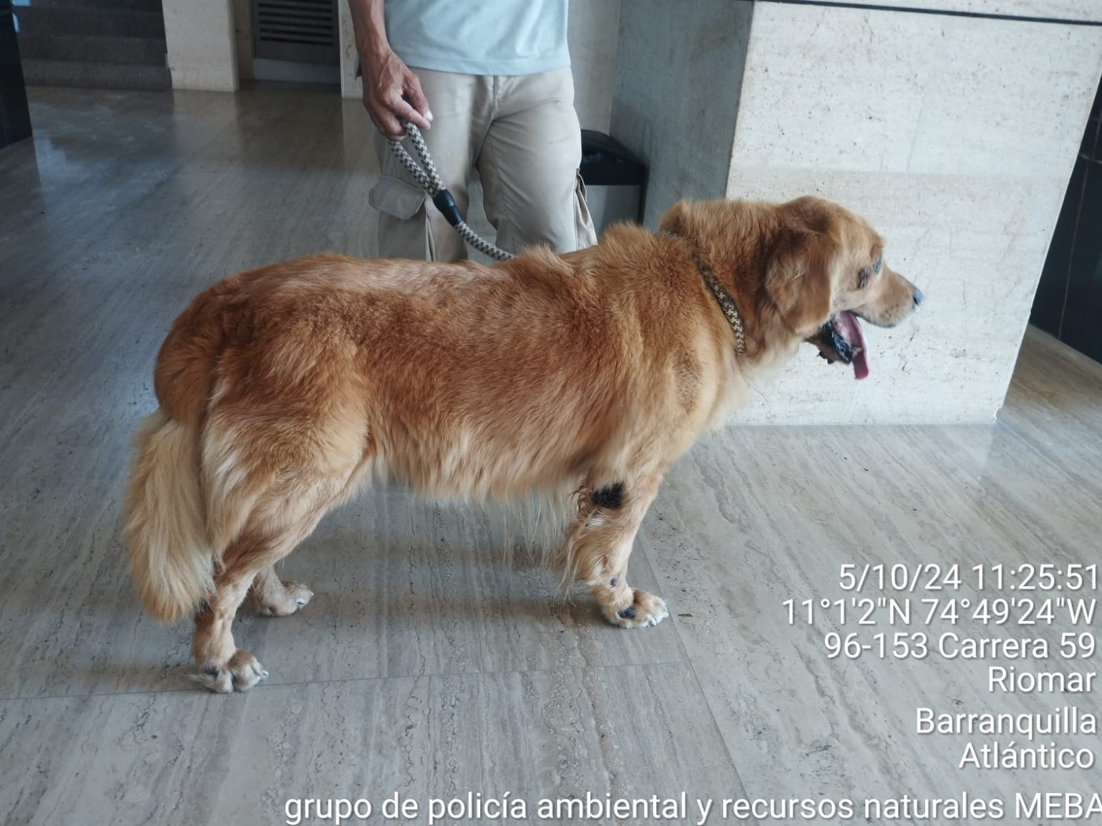 Perro abandonado en un balcón de Barranquilla