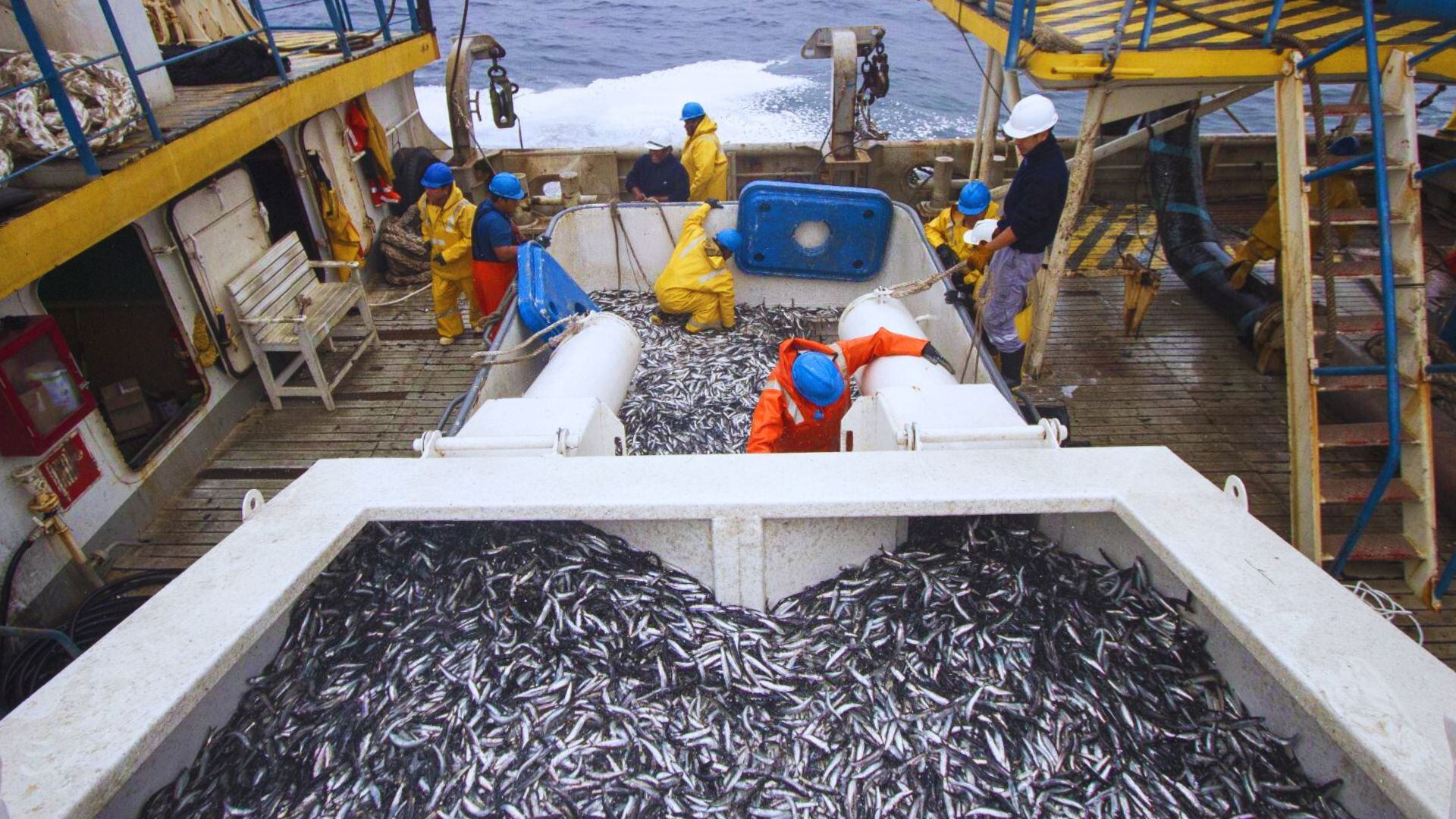 Foto de anchovetas captauradas en barco