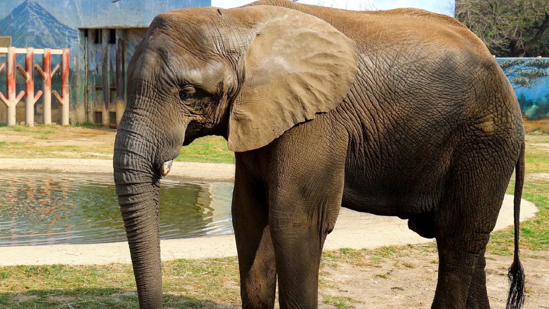 Dos elefantes del zoológico de Ohio tendrán crías del mismo padre