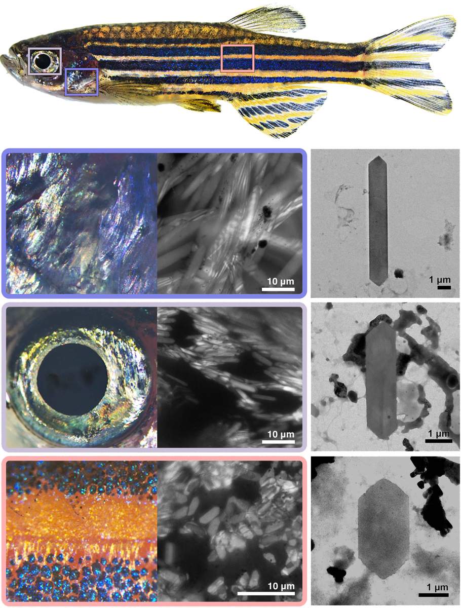 El menú de cristales del pez cebra: Los cristales en la cubierta branquial (fila superior) son largos y estrechos; en el ojo (fila central) son más cortos; y en la piel son los más cortos.