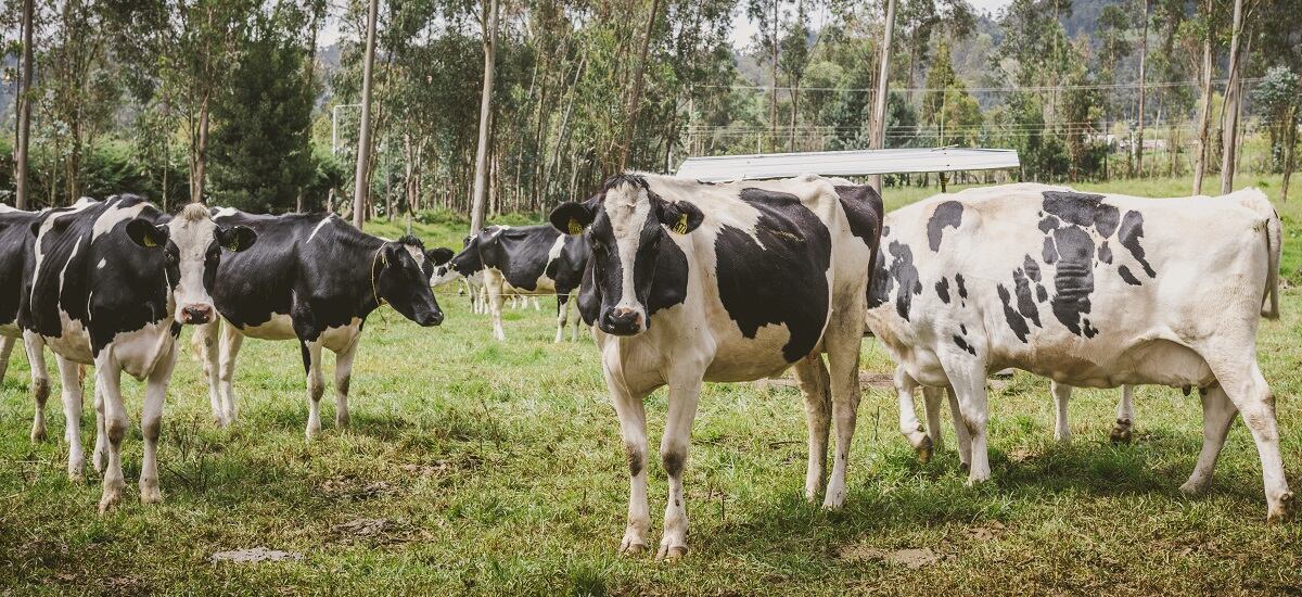 Colombia es un país ganadero y que deberá tener un promedio de 170 litros anuales en el consumo de leche, como indica la FAO - crédito Carlos Sierra Ruiz/Ministerio de Agricultura