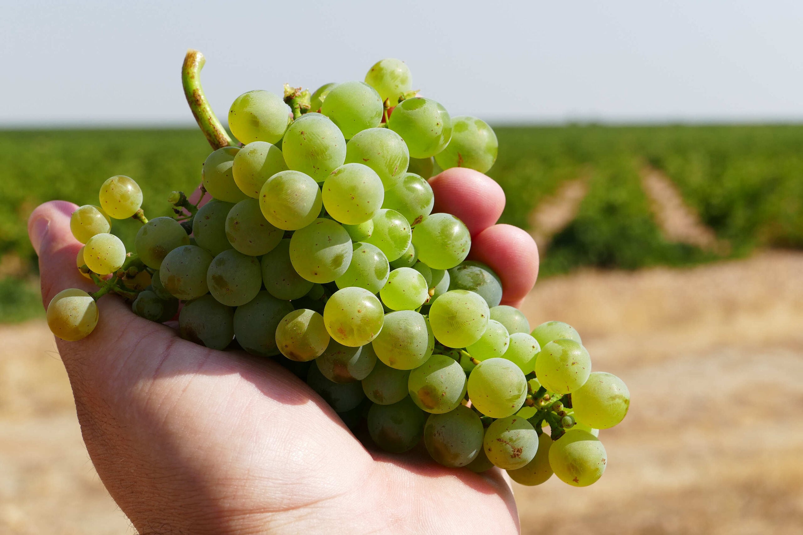 Uva Verdejo (D.O. Rueda)