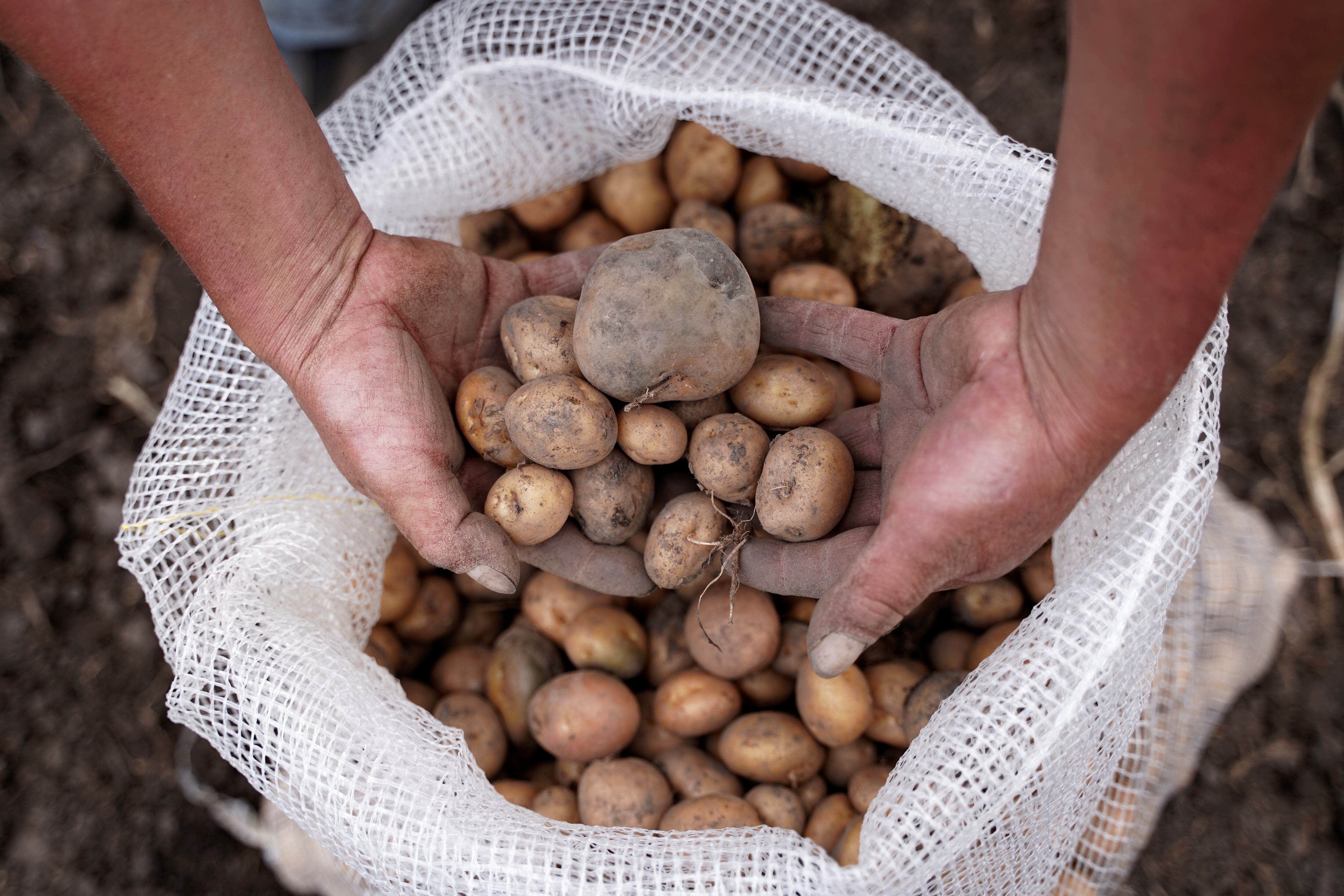 Retirar papas del empaque plástico y colocarlas en bolsas de tela es recomendable para su conservación (REUTERS)