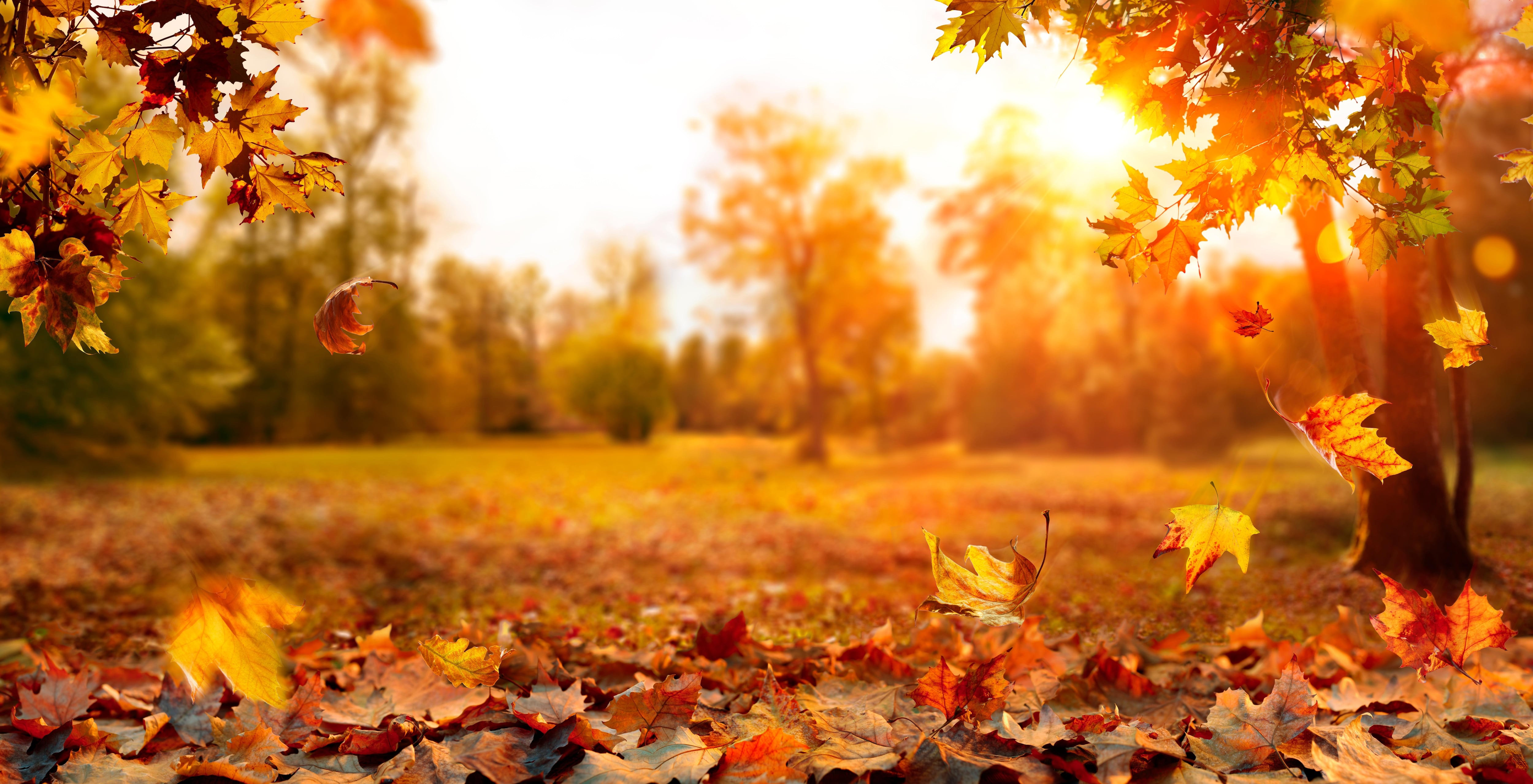 Imagen ilustrativa del otoño (Shutterstock España)