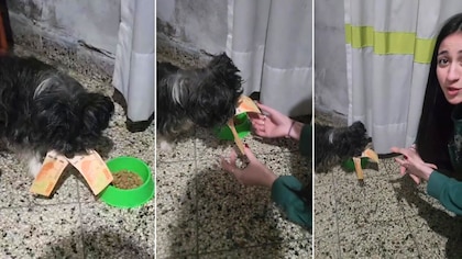 Su perro robó el dinero que les quedaba  y el video de la mascota mientras mordía los billetes se hizo viral