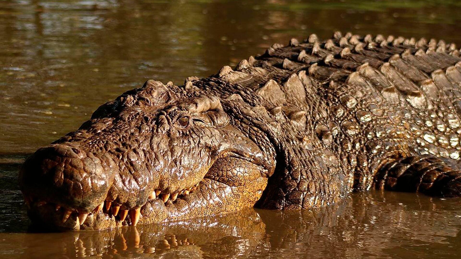 Henry, cocodrilos, caimanes, reptiles, mascotas, animales, cocodrilo más viejo del mundo, Croc World, Sudáfrica