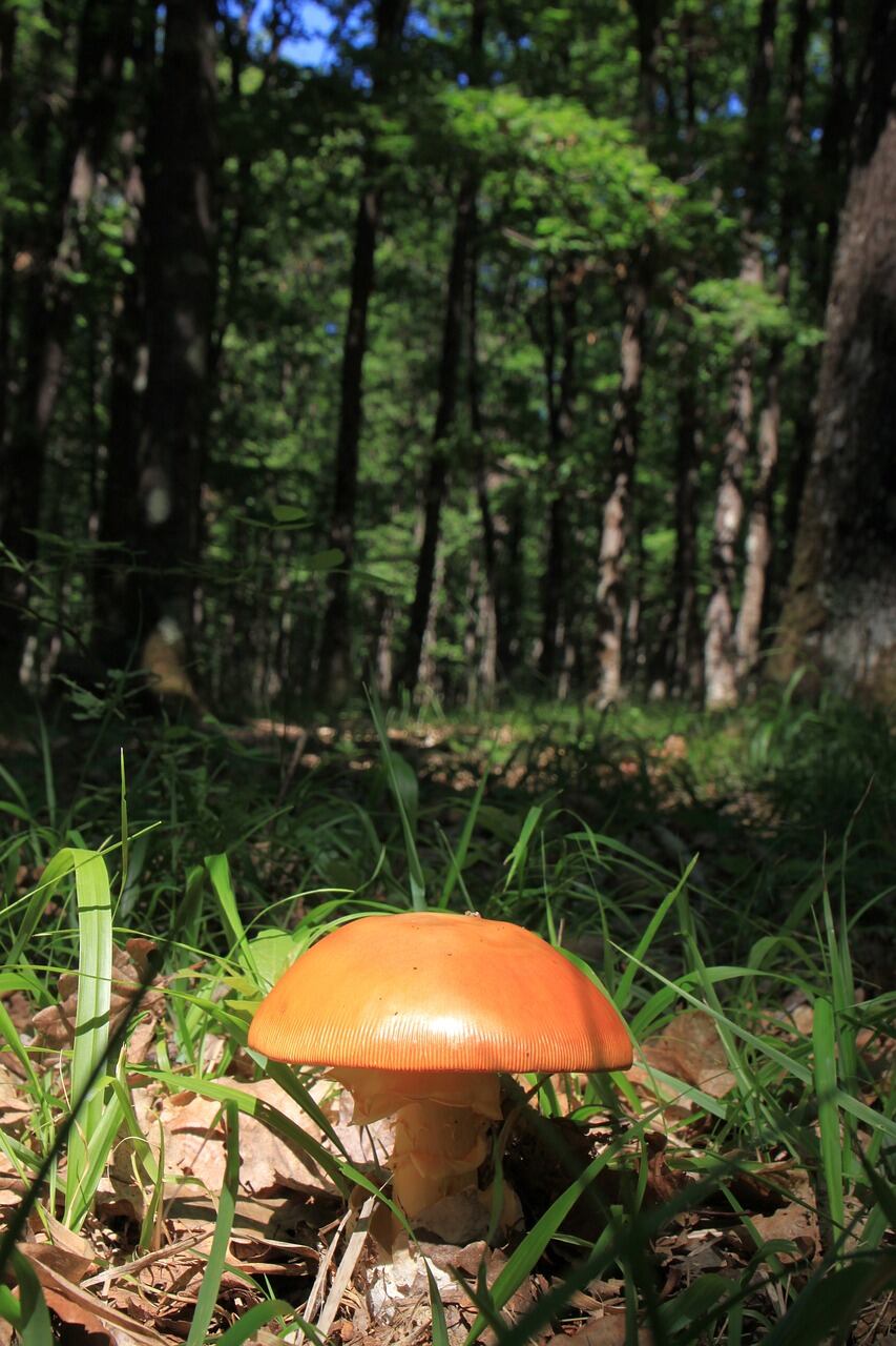 Amanita caesarea (Pixabay)