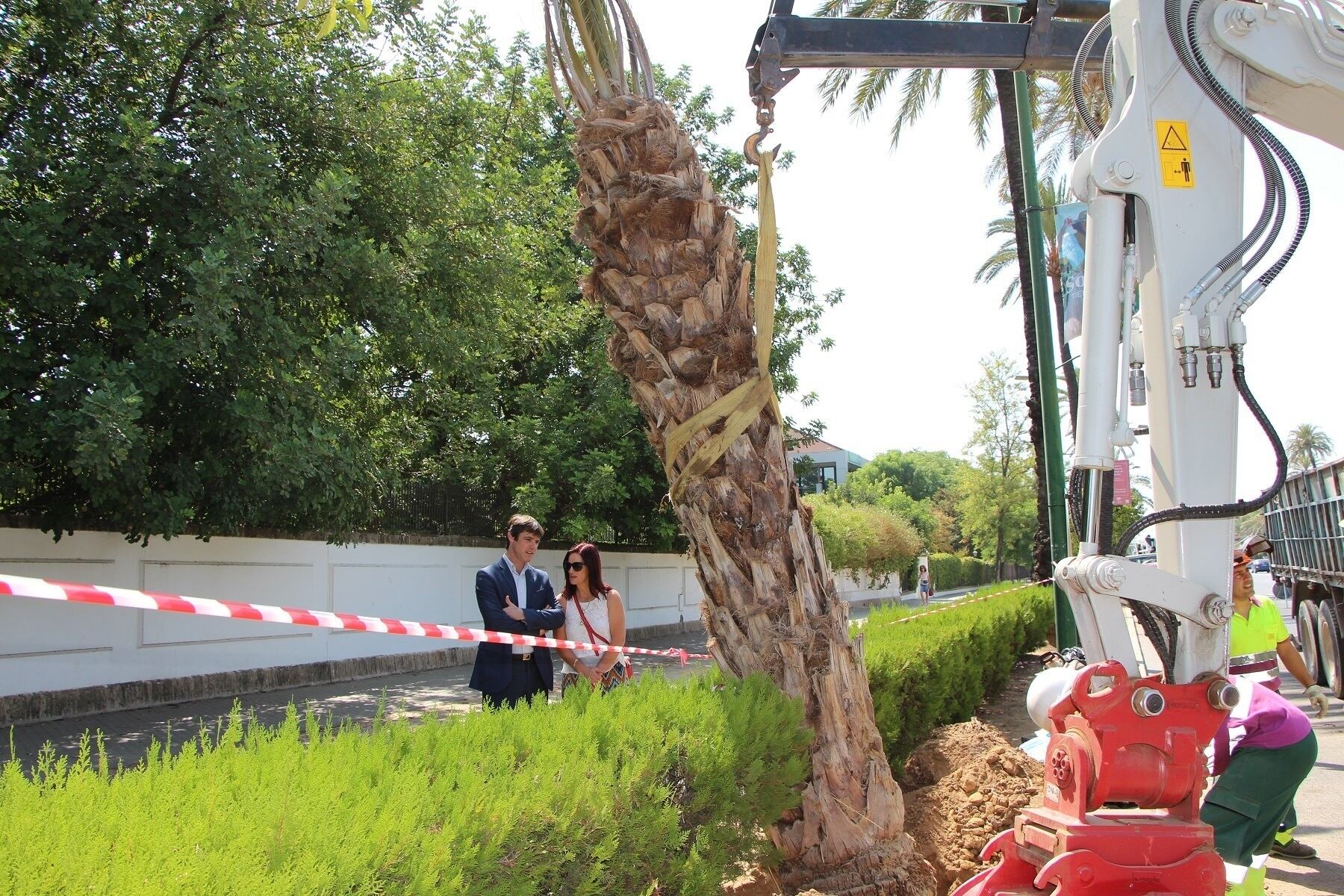 Unos operarios realizan maniobras para la plantación de una palmera (Imagen de archivo/Europa Press)