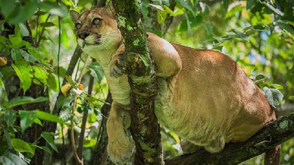 Puma-Colombia-18-05-2021