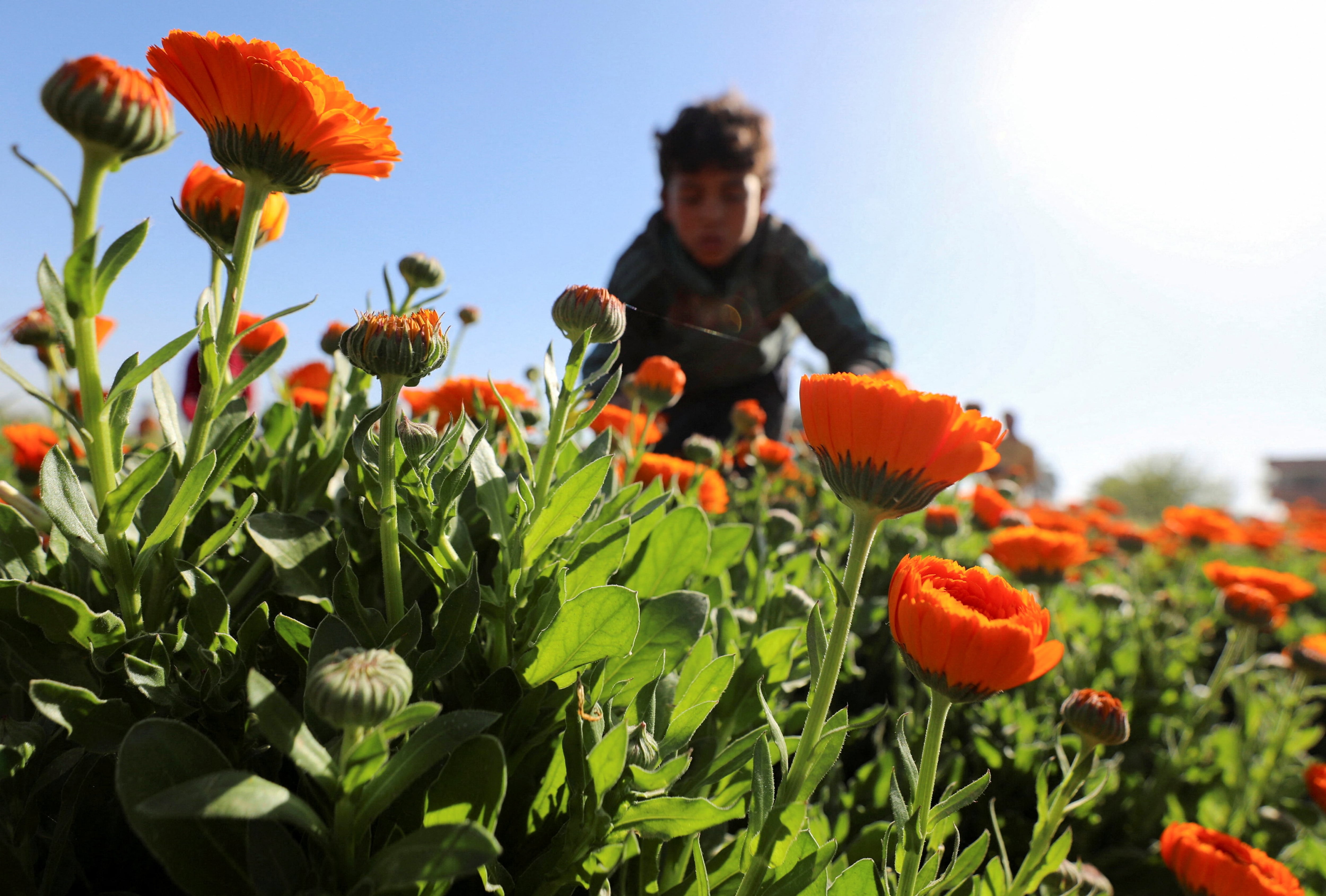 Las flores de caléndula también pueden ser una buena opción  REUTERS/Mohamed Abd El Ghany