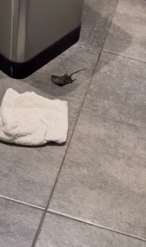 Cinthia Fernández encontró una rata muerta en su casa (Instagram)