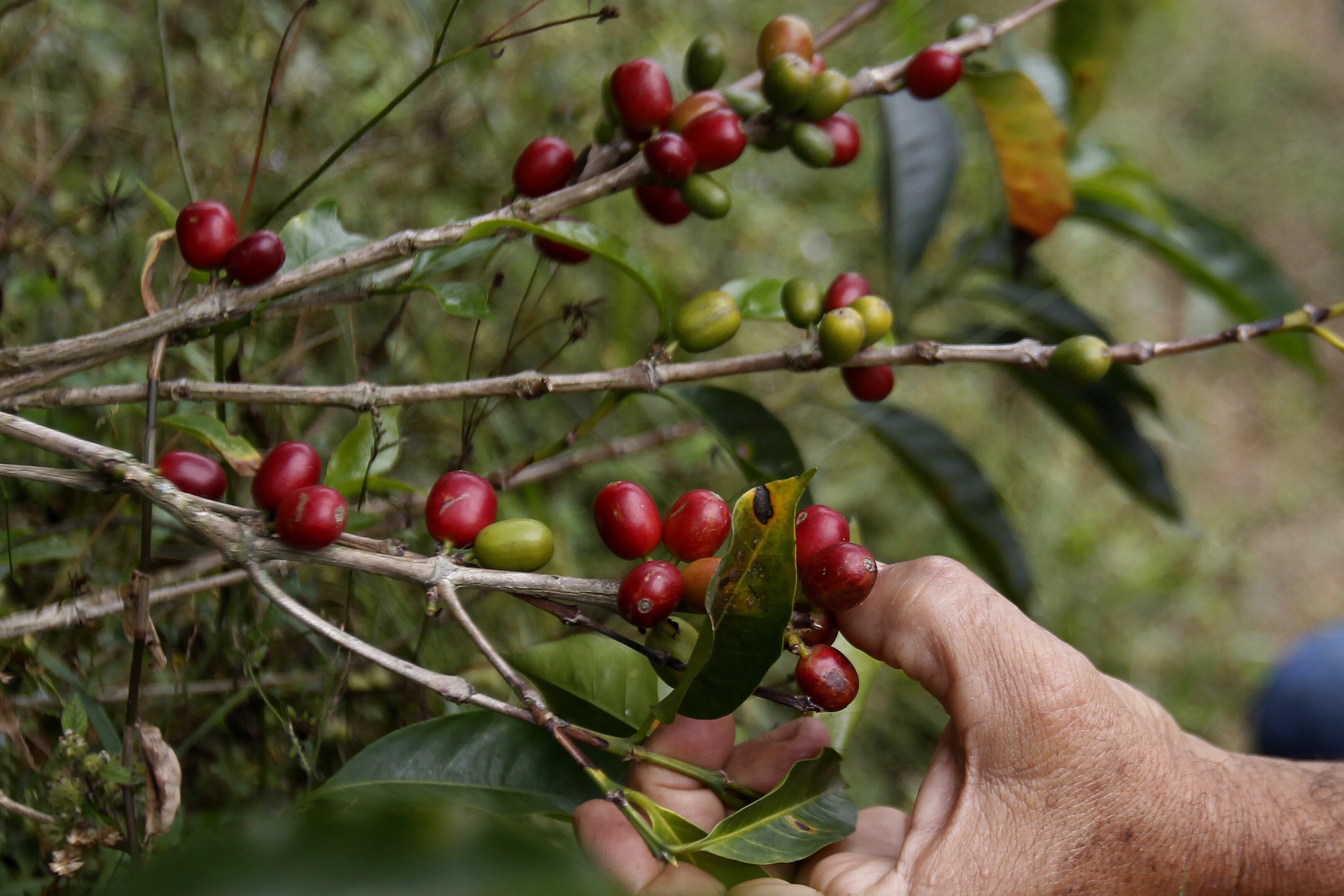 Los visitantes aprenden sobre la producción del café de Quindío como parte de su experiencia turística - crédito Luis Eduardo Noriega A./EFE