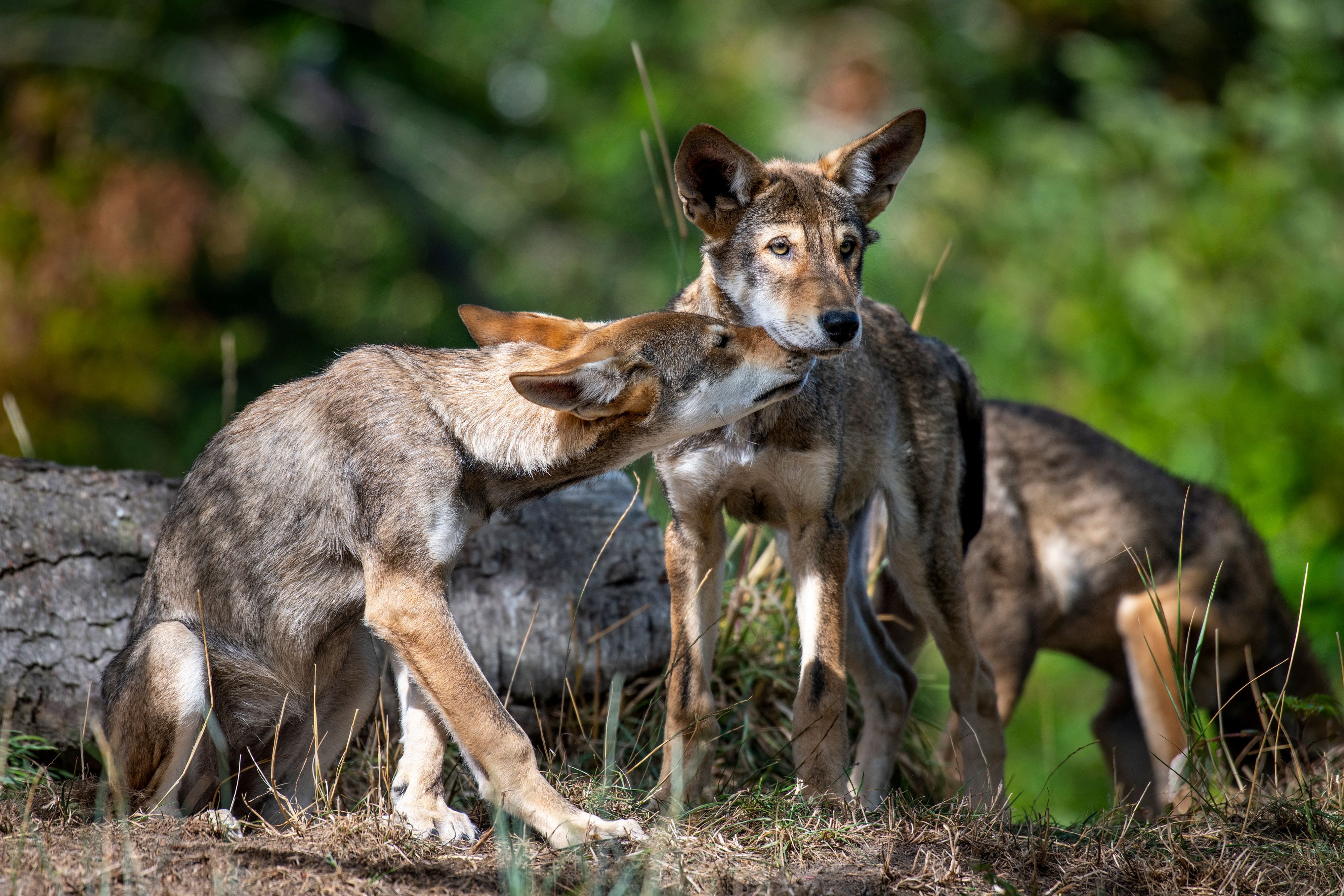 El número de lobos rojos en libertad ha aumentado en los últimos años, pero sigue en niveles bajos. (Katie Cotterill/Point Defiance Zoo & Aquarium/REUTERS)