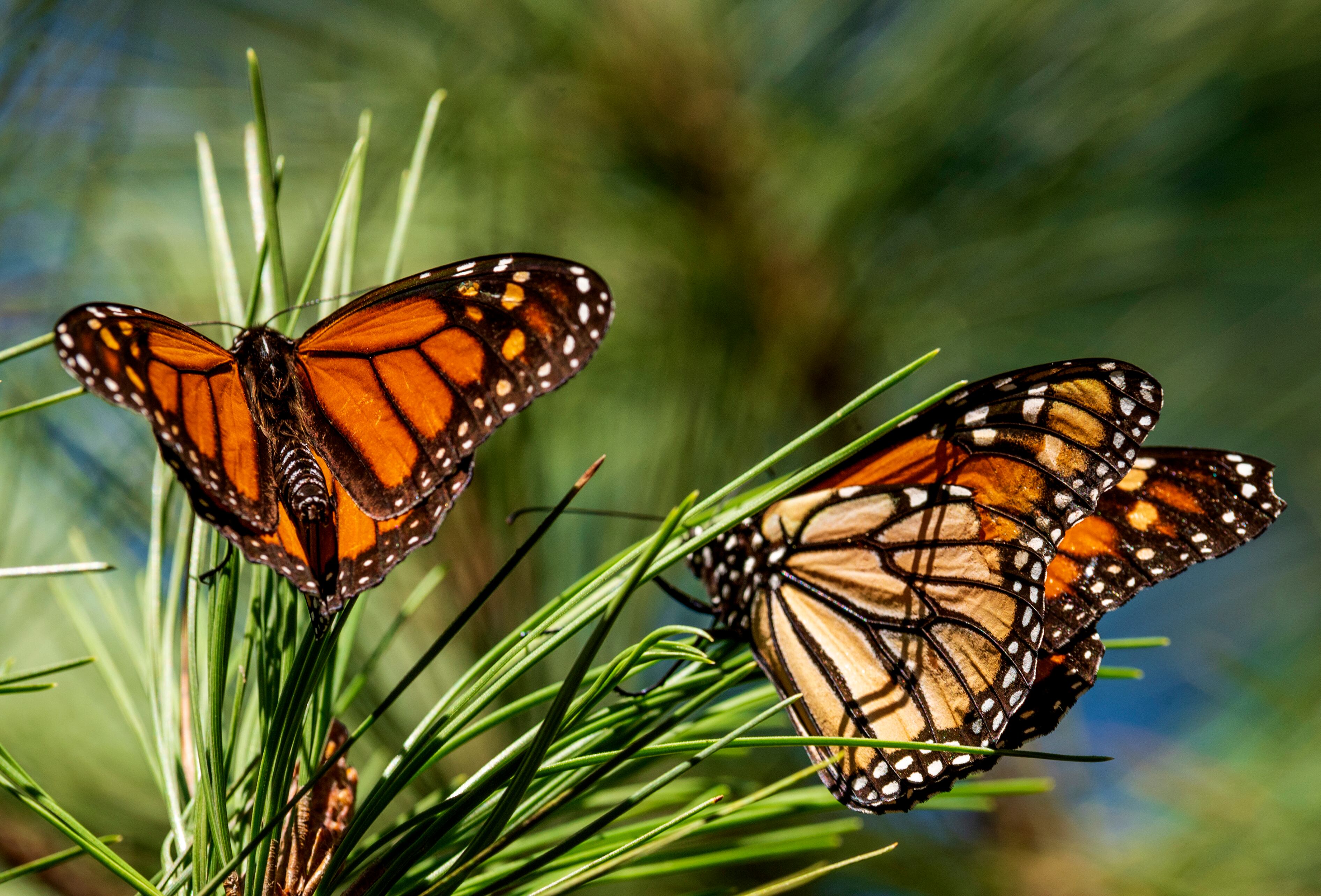 Butterfly Conservation registra mínimos históricos de mariposas en el Reino Unido en su Gran Conteo anual
(AP Foto/Nic Coury, Archivo)