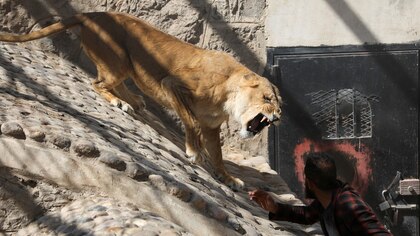 Una leona escapó de su recinto y atacó a un cuidador en un zoológico de India