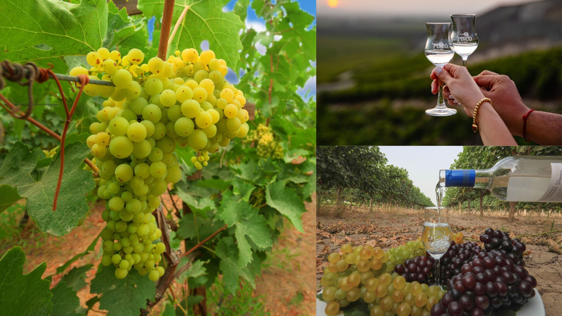 El Pisco peruano es una de las bebidas más reconocidas, gracias al suelo, el clima, relieve y sedimentos del valle de Ica son el marco perfecto para el nacimiento de las uvas pisqueras. Fotos: Andina