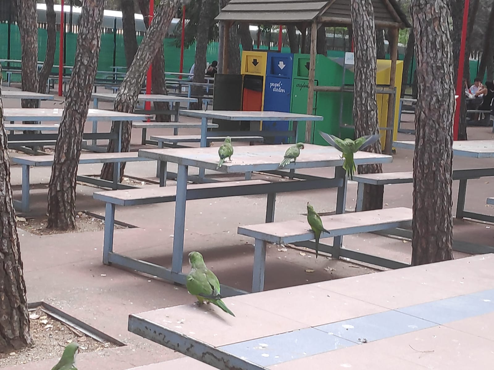 Cotorras argentinas en un parque de la ciudad de Madrid