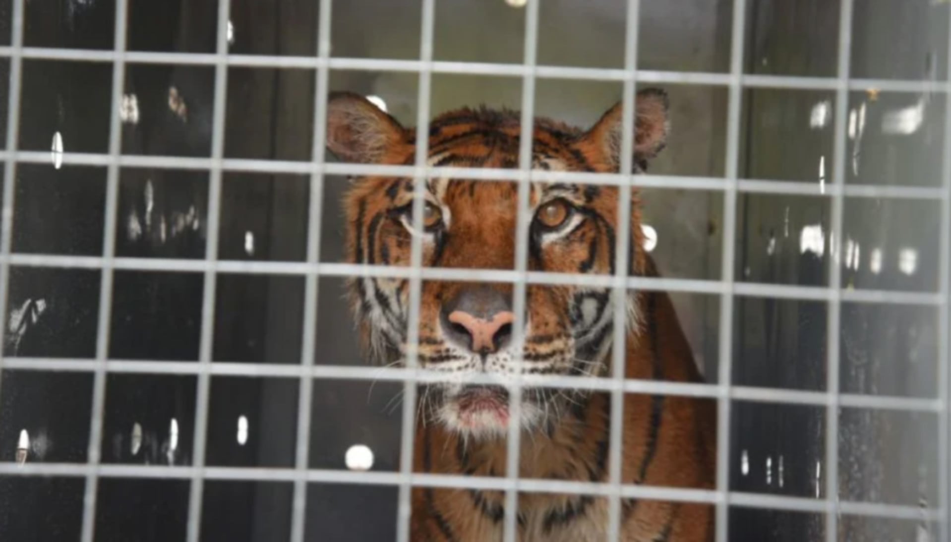 Trasladan a la última tigresa de bengala del zoo de Mendoza a un santuario en EEUU