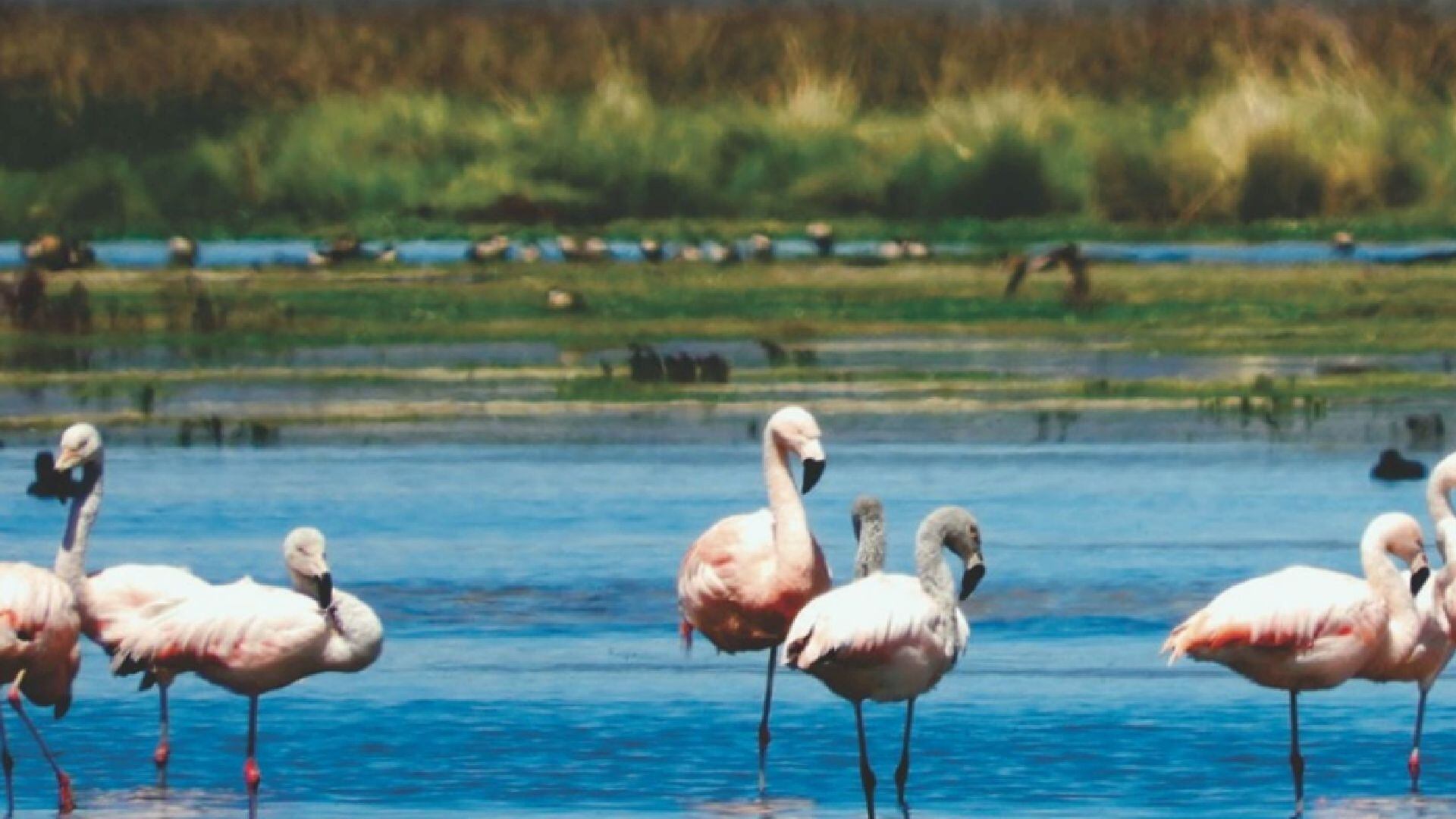 Reserva Nacional Junín – naturaleza – turismo - Perú – historias – 5 agosto