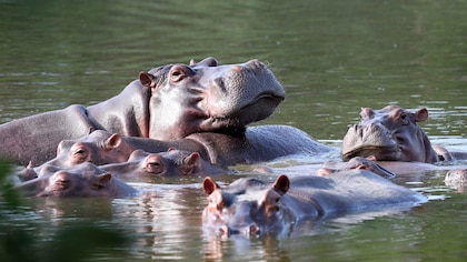 Increíble descubrimiento: los hipopótamos pueden “volar” cuando corren a gran velocidad
