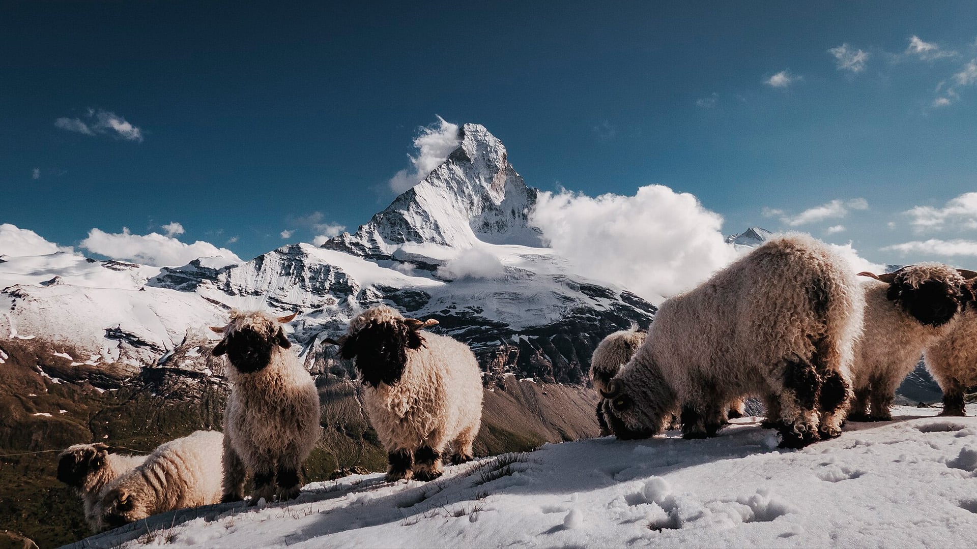 Ovejas de nariz negra de Valais, el tesoro suizo que conquista al mundo