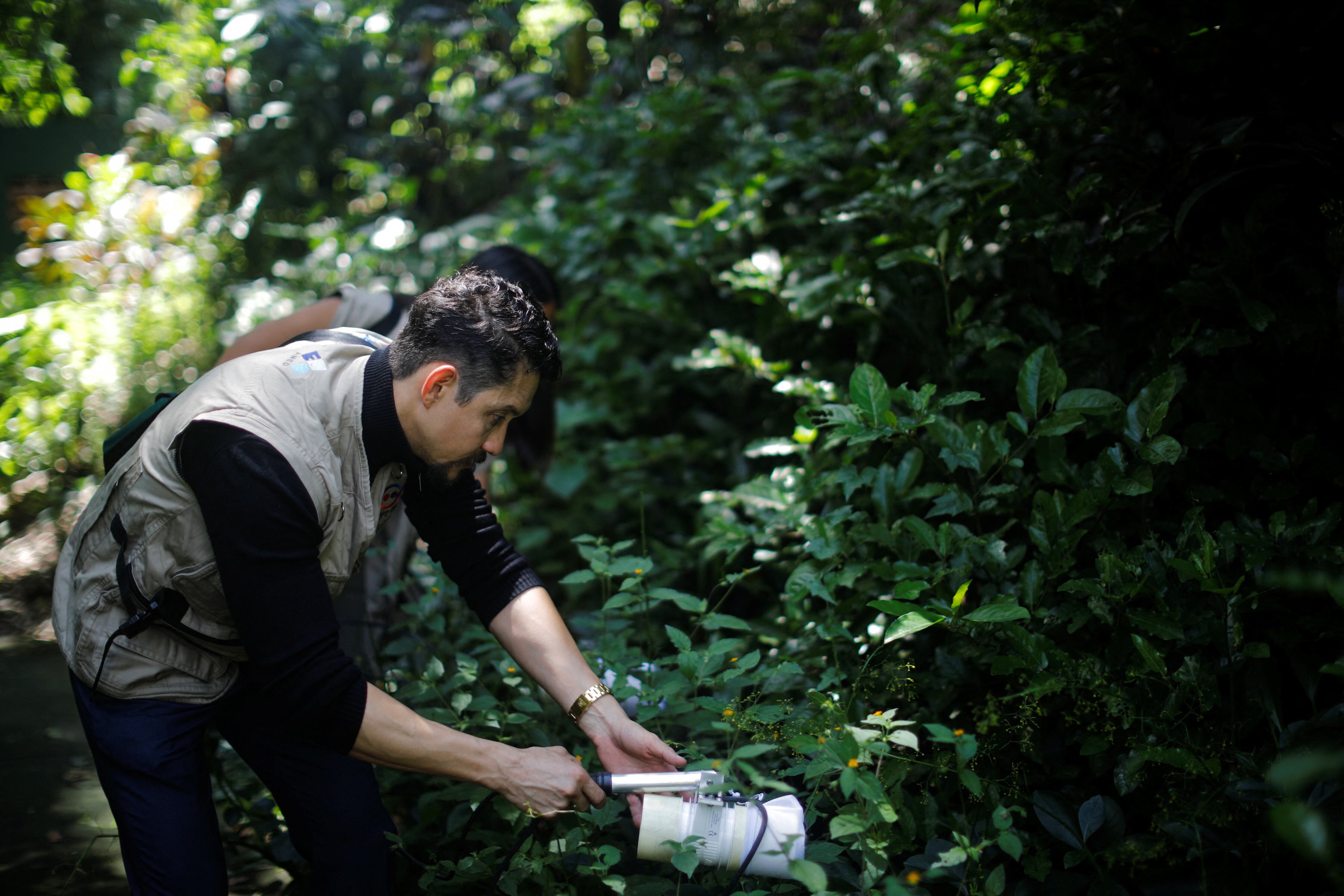 Investigadores brasileños han puesto en marcha un método para luchar contra el mosquito transmisor del dengue que utiliza al mismo insecto como caballo de Troya para diseminar un larvicida, en medio de la peor epidemia de esta enfermedad en la historia del país. (REUTERS)