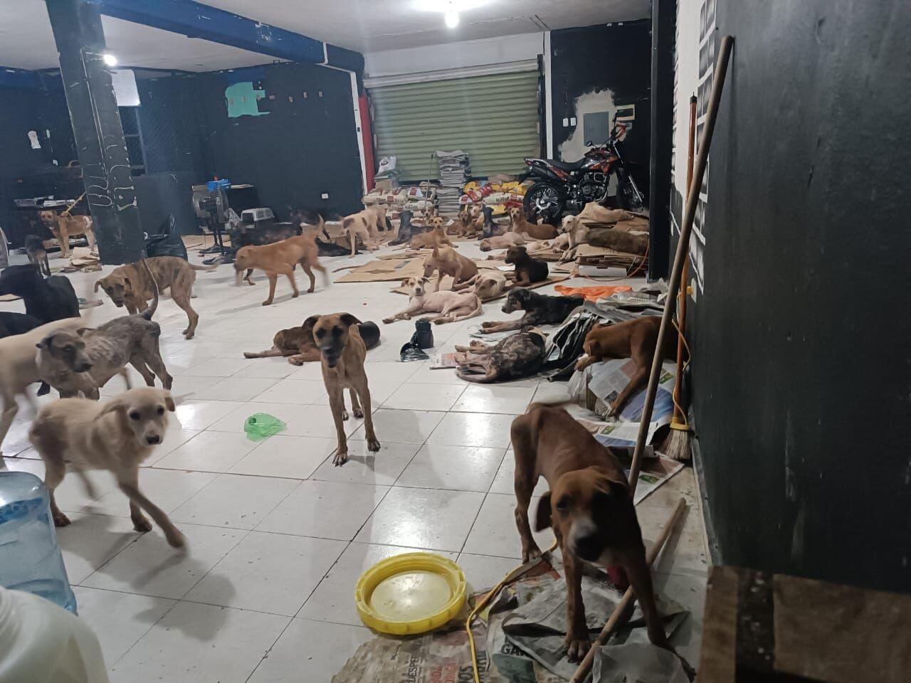 Los animales no fueron olvidados ante el huracán