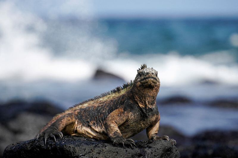 Científicos registran una drástica disminución en la población de iguanas marinas (REUTERS/Santiago Arcos)