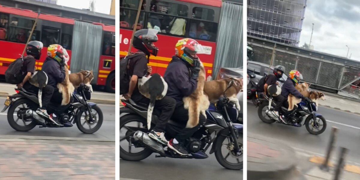 Indignación en redes sociales: hombre movilizó a sus tres perros en una moto