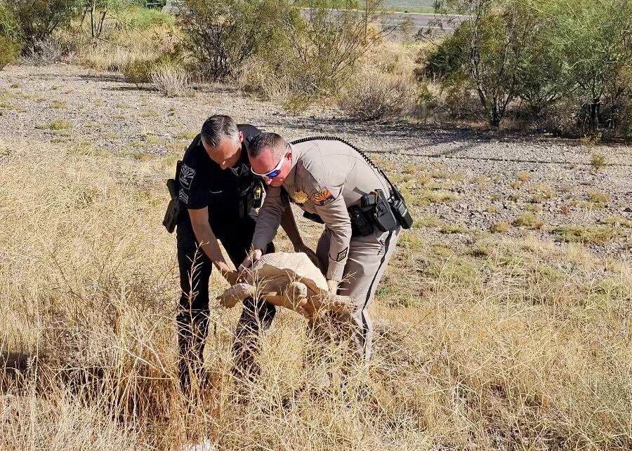 Tortugas, reptiles, mascotas, animales, desierto, autopista, escape, granja, policía, oficiales