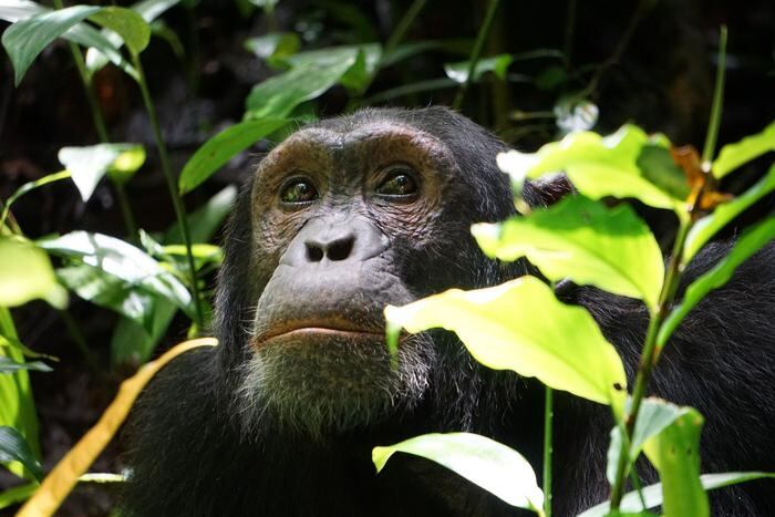 Estos animales combaten la infección parasitaria consumiendo la corteza del árbol de espina de gato (Scutia myrtina) (EFE) 