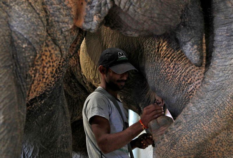 En el ECCC los elefantes reciben el apoyo que merecen para superar años de maltrato. (REUTERS/Anushree Fadnavis)