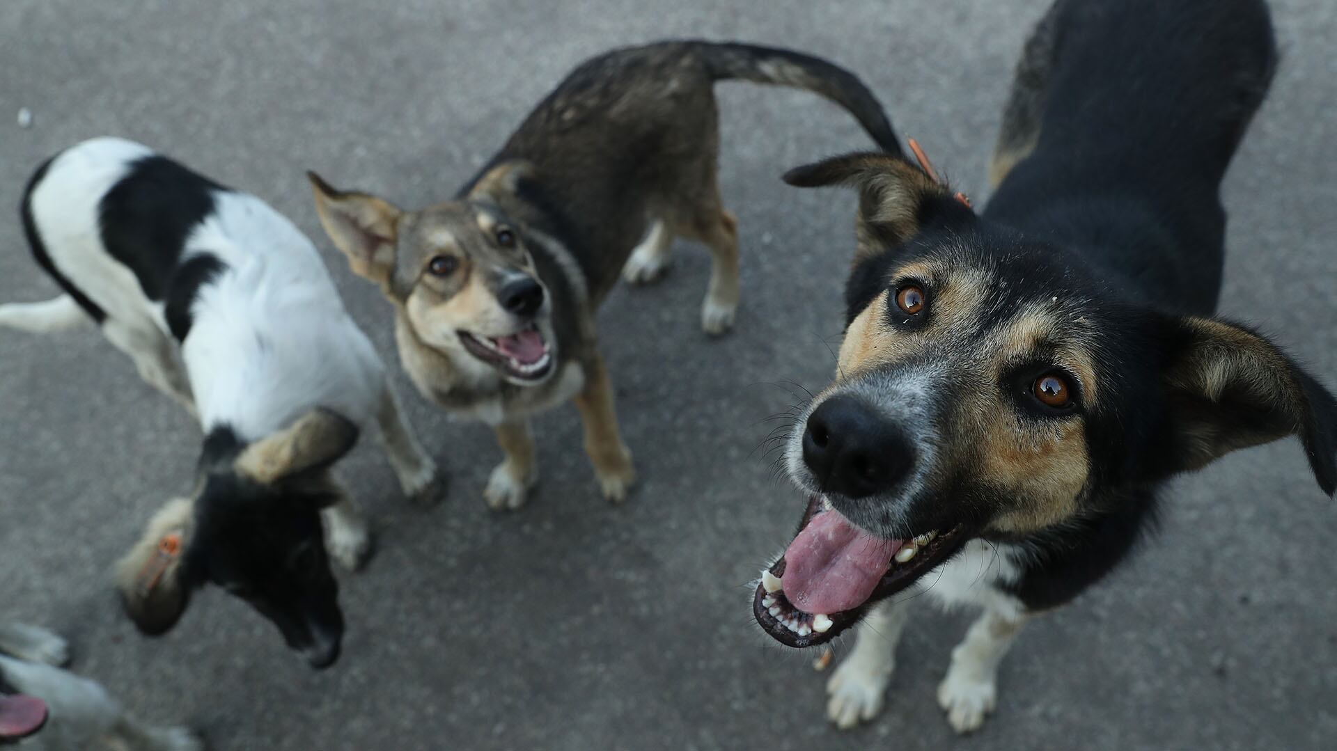 perros inteligencia canina