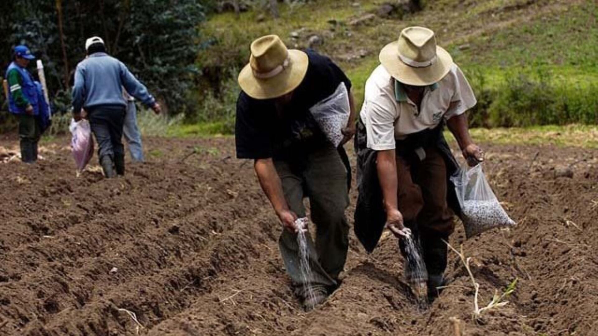 La falta de políticas agrarias y el impacto del cambio climático han desencadenado una crisis en la producción de arroz en el Valle del Santa, amenazando la estabilidad económica de los agricultores.  (Andina)