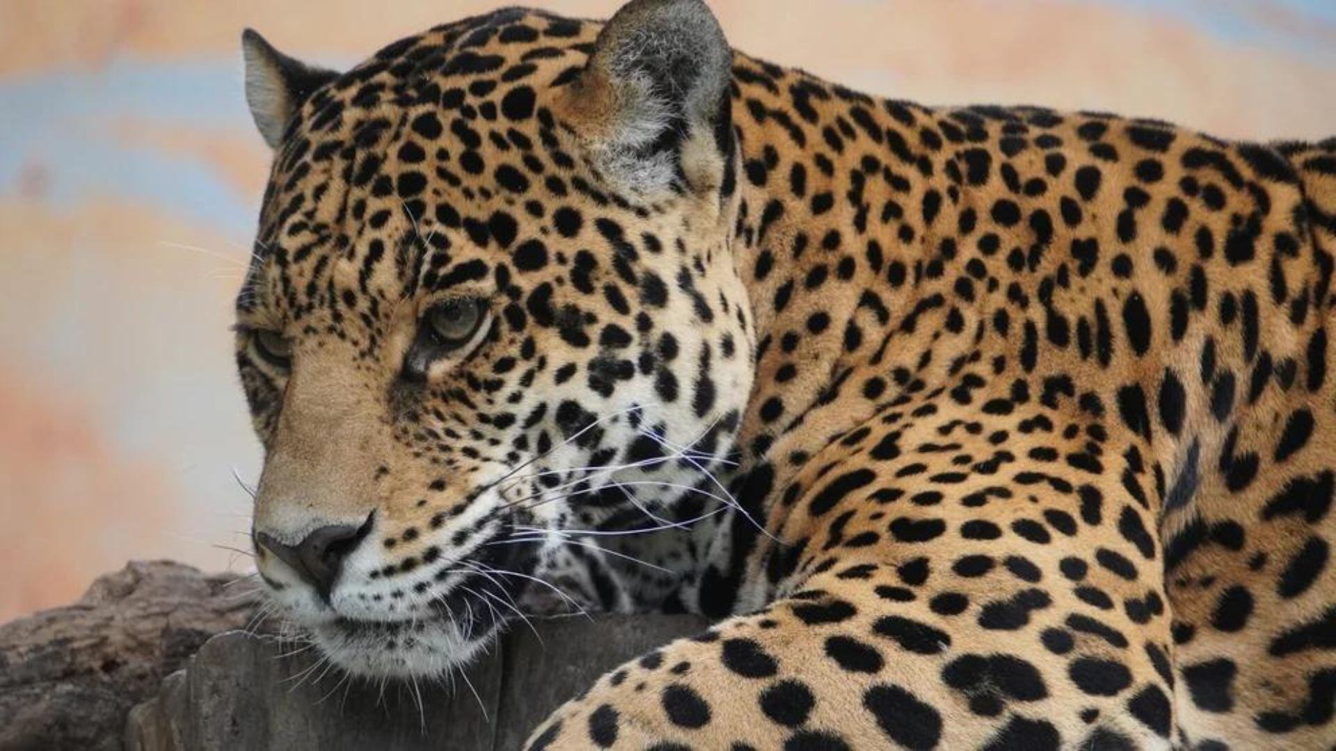 Qué diferencia hay entre el jaguar, leopardo y guepardo (REUTERS)