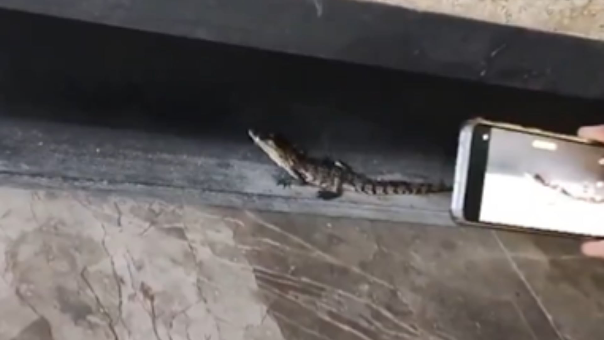 El extraño caso de los reptiles abandonados en el Valle de México: ahora hallan a dos bebés cocodrilos en el Metro